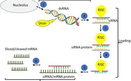 RNA Interference