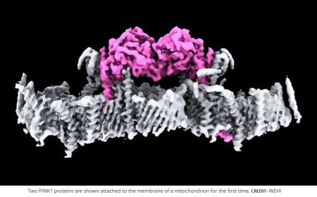 Electron microscopy of PINK1 attachment to mitochondrial membrane