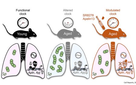 Protecting pneumococcal infection in elderly