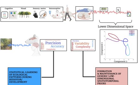 Spontaneous brain activity across scales and species is predictable!