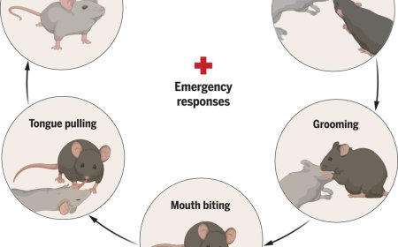 Role of oxytocin in controlling social behavior