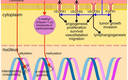 Glioblastoma therapeutics