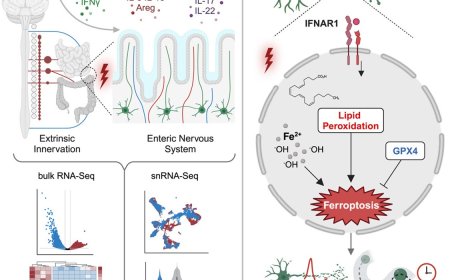 Activation of interferon signaling and ferroptosis in neurons during intestinal inflammation