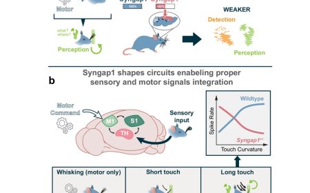 Syngap1 mutations disrupt touch-based learning
