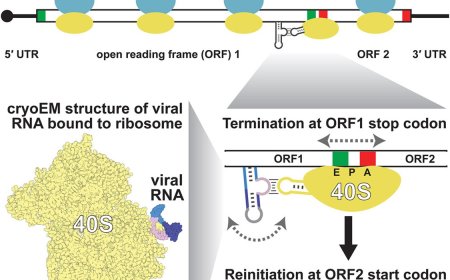 Reinitiation-stimulating element (RSE) RNAs identified!