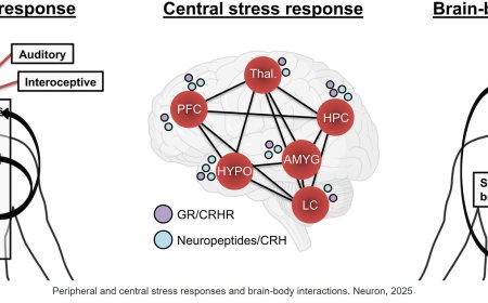 Early-life stress neurobiology