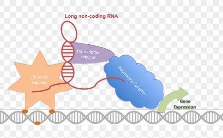 lncRNA