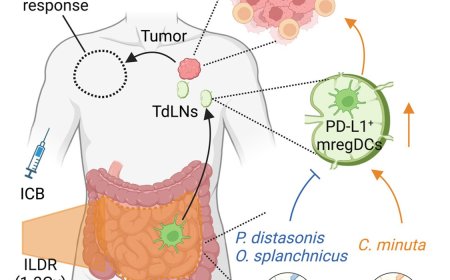 Low-dose irradiation of the gut improves the cancer immunotherapy efficacy