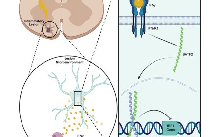 Mechanism of neuroinflammation protection by astrocytes
