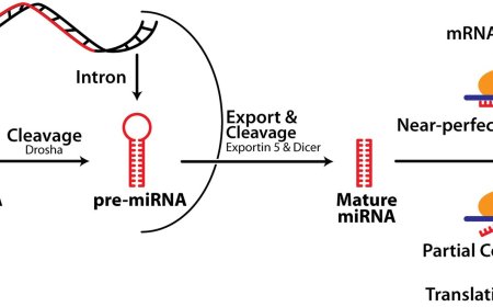 Micro RNA (miRNA)