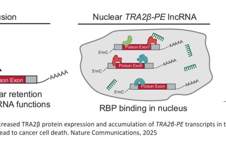Antisense oligonucleotide-mediated TRA2β poison exon inclusion induces the expression of a lncRNA with anti-tumor effects