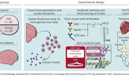 Disruption of BBB in neurodegeneration by endothelial TDP-43 depletion