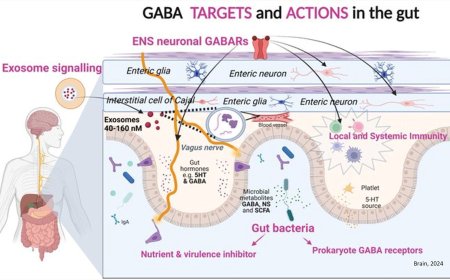 GABA signalling networks in the brain–gut–microbiome axis
