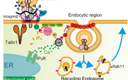 Paracrine adhesion signaling facilitate EV uptake