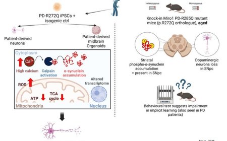 Parkinson's disease mutant Miro1 causes mitochondrial dysfunction and dopaminergic neuron loss