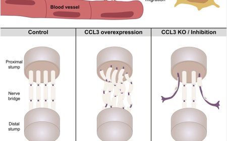 A Schwann cell chemotactic factor essential for nerve regeneration