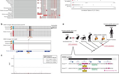 NOVA1 splicing factor influenced the emergence of spoken language