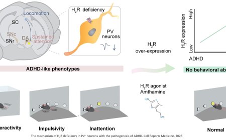 Histamine 2 receptor in attention-deficit/hyperactivity disorder