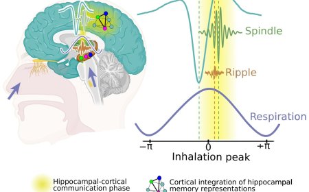 A role for respiration in coordinating sleep oscillations and memory consolidation