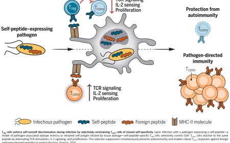 Peacekeeper cells protect the body from autoimmunity during infection
