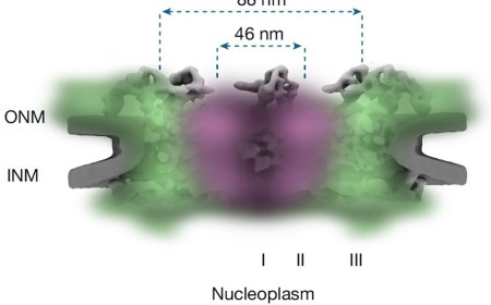 How molecules navigate the nuclear pore complex