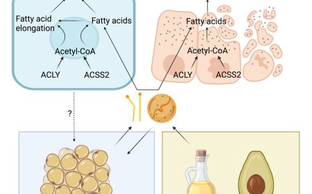 Skin lipid homeostasis via acetyl-CoA synthesis