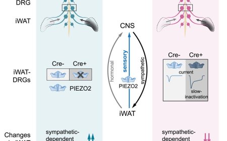 Role of PIEZO2 mechanosensitive ion channel in adipose sensory innervation