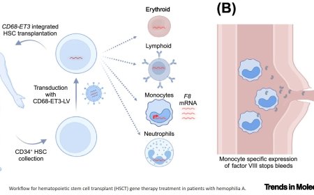 Gene therapy with hematopoietic cells for hemophilia A