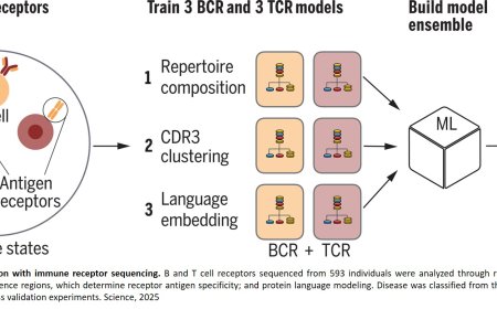 Machine learning of B cell and T cell receptor sequences for disease diagnostics