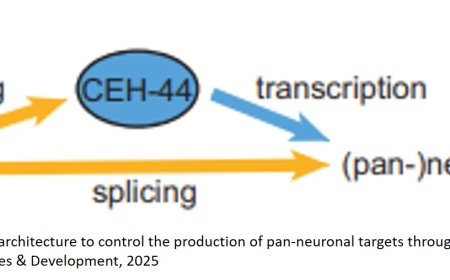 Controlling the activity of neuronal identity regulators