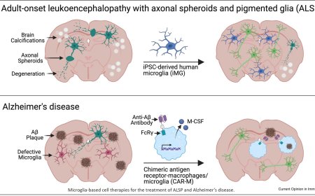Microglia-based cell therapies for the treatment of neurodegenerative diseases