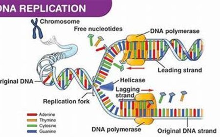 DNA replication