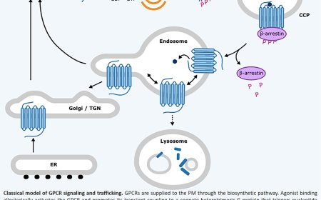GPCR trafficking and cAMP signaling at endomembranes