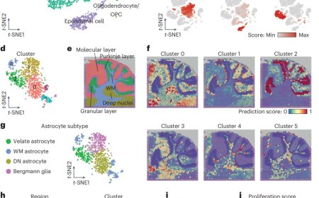 Region-specific astrogenesis in the white matter