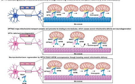 Axonal mitochondria delivery by Optineurin promotes neuroprotection and axon regeneration
