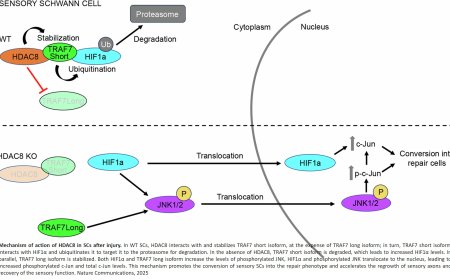 Histone deacetylase 8 regulates the conversion of sensory Schwann cells into their repair phenotype during injury