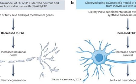 Neuronal polyunsaturated fatty acids are protective in ALS/FTD