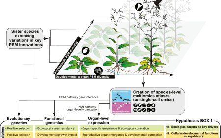 Plant specialized metabolites