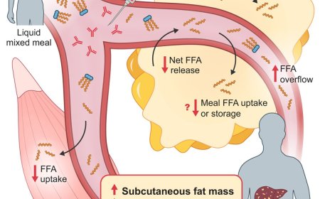 Subcutaneous fat retention in humans by the Inhibition of basal IL-6 activity