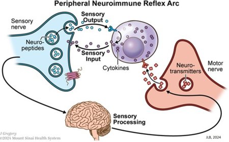 The peripheral neuroimmune system
