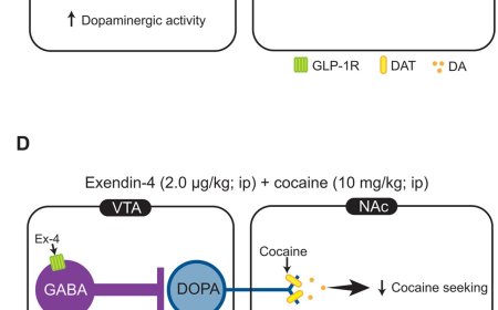 Key brain circuit in the fight against cocaine use disorder uncovered!