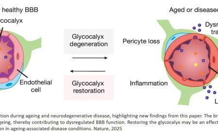 Disrupted BBB glycome in aging