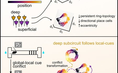 How the brain builds sophisticated maps to navigate and remember the world