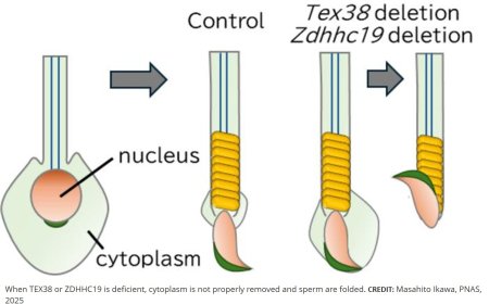 A protein complex critical to male fertility uncovered!