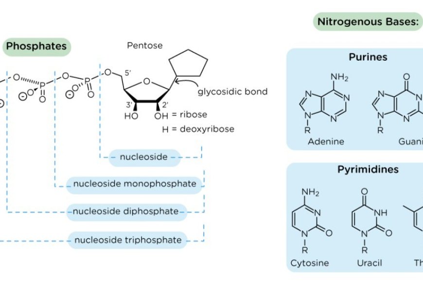Nucleosides, Nucleotides, and Nucleic Acids - Sciencemission