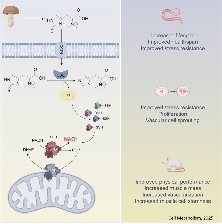 How ergothioneine improves healthspan of aged animals