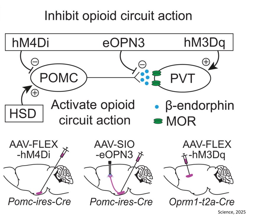 Thalamic opioids from POMC satiety neurons switch on sugar appetite