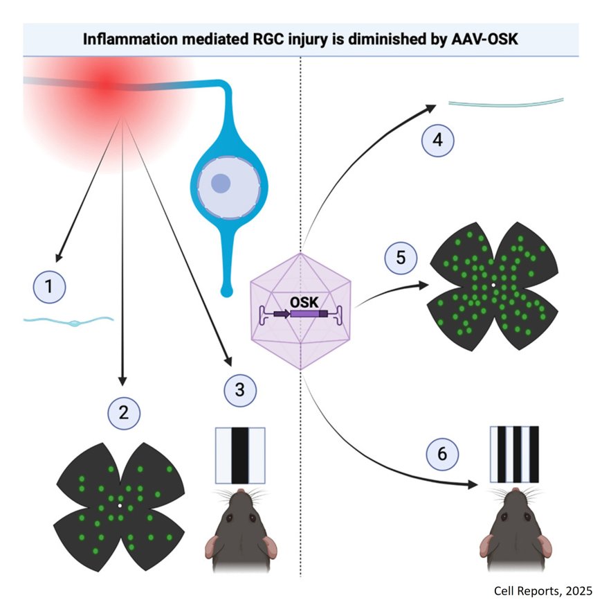 Cellular rejuvenation protects neurons from inflammation-mediated cell death