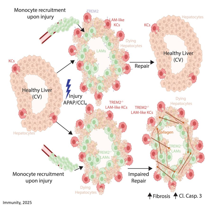 Distinct hepatic macrophages are required for tissue repair!