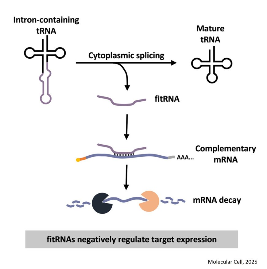 Free introns of tRNAs as complementarity- dependent regulators of gene expression